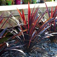 Cordyline obtecta Superstar - Albatross Cordyline Palm