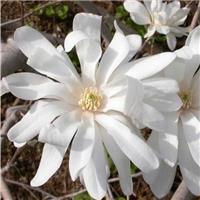 Magnolia Stellata - Large Specimen Plant
