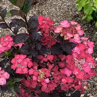 Hydrangea serrata 'Dare Devil'