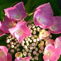 Hydrangea macrophylla Taube - Lacecap Hortensia Hydrangea Plant
