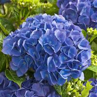 Hydrangea macrophylla Renate - Blue Mophead