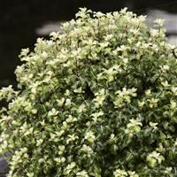 Pittosporum Gold Star - kohuhu