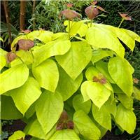 Catalpa bignoides Aurea - Golden Indian Bean Tree