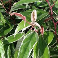 Leucothoe fontanesiana Whitewater - Switch Ivy