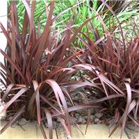 Phormium Bronze Baby - New Zealand Flax