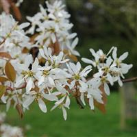 Amelanchier lamarckii - June Berry - LARGE Specimen