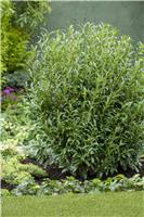Prunus laurocerasus 'Filigrow Szofi' (Sofia) - Hardy Dwarf Evergreen Laurel