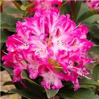 Rhododendron Etoile De Sleidinge
