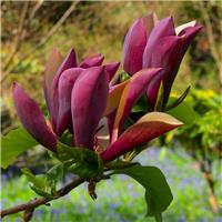 Magnolia x brooklynensis 'Black Beauty'