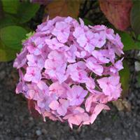 Hydrangea serrata 'Beni-Gaku'