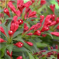 Weigela florida All Summer Red