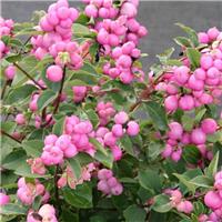 Symphoricarpos doorenbosii Magical Sweet - Snowberry