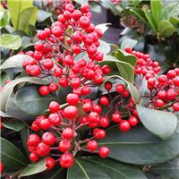 Skimmia japonica Lipstick - Female Japanese Skimmia in Berry