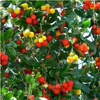 Arbutus Unedo -Compacta - Strawberry Tree - Large Plant