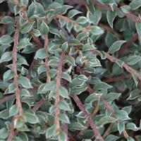 Cotoneaster Horizontalis Variegata