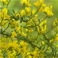 Genista Lydia - Lydinan Broom