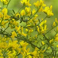 Genista Lydia - Hardy Dwarf Broom