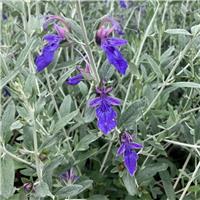 Teuchreum fruiticans azureum 'Indyho' - Teucrium