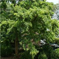 Robinia Lace Lady - Twisty Baby False Acacia