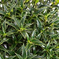 Ilex aquifolium Myrtifolia - Dwarf Male Holly