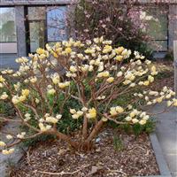 Edgeworthia papyrifera Winter Love - Edgeworthia Snow Cream Honeybush