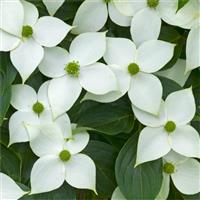 Cornus kousa China Girl - Chinese Dogwood 80-100cm