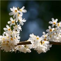 Abeliophyllum distichum - White Forsythia - in Bud and Bursting into Bloom