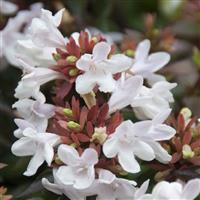 Abelia Edward Goucher