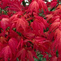Acer palmatum Beni Maiko