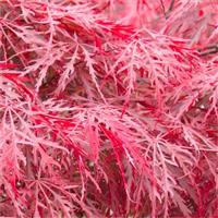 Acer palmatum dissectum Garnet