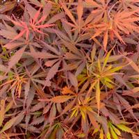 Acer Jerre Schwartz - Japanese Maple
