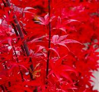 Acer palmatum Skeeters Broom - Japanese Maple
