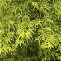 Acer palmatum dissectum Seiryu
