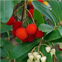 Arbutus Unedo compacta - Strawberry Tree