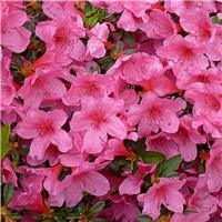 Azalea Madame Van Hecke
