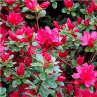 Azalea japonica Hino Crimson - Evergreen Japanese Azalea
