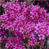 Azalea Silvester - Evergreen Silver Azalea