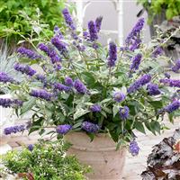 Buddleja 'Lo & Behold' Blue Chip - The Worlds First Patio Buddleia