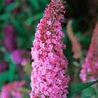 Buddleja davidii Pink Delight - Butterfly Bush Buddleia