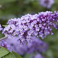 Buddleja Flutterby Flow - Lavender Flow Butterfly Bush Buddleja
