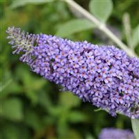 Buddleja Nanho Blue - Buddleia Butterfly Bush