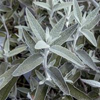 Buddleja Morning Mist - Silver Anniversary Buddleia