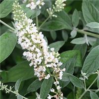 Buddleja White Chip - White Patio Buddleia - LO & BEHOLD White Chip