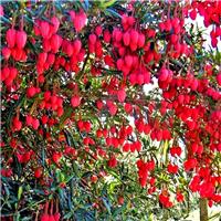 Chilean Lantern Tree - Crinodendron hookerianum
