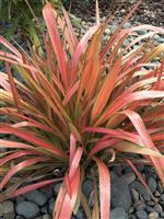 Phormium Jester