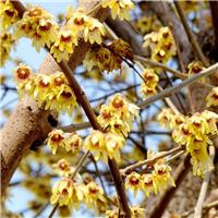 Chimonanthus Praecox - Wintersweet Calycanthus - LARGE