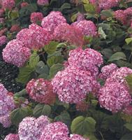 Hydrangea Ruby Annabel - Improved Pink Annabelle Hydrangea