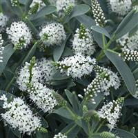 Hebe Blue Star