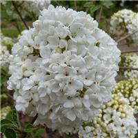 Viburnum carlcephalum - Large