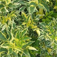 Sambucus nigra Madonna - Golden variegated Elder